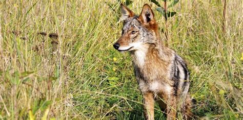 Nj Park To Remain Closed After Coyote Attacks Wildlife Officials Set