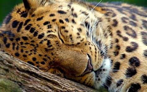 Cute Leopard Sleeping Wallpapers Hd Desktop And Mobile Backgrounds