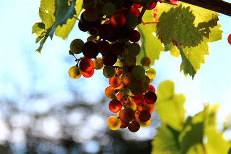 Free Images Tree Branch Grape Wine Fruit Sunlight Leaf Flower