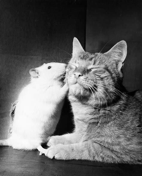 Cat And White Rat Abide In Peace 1964 ~ Vintage Everyday