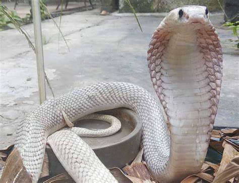 Saat Mandi di Sumur, Bocah 7 Tahun di Kotabaru Meninggal Digigit Ular