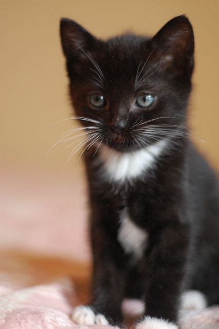 Little Black And White Kitten Reminds Me Of My Elmo Kitty Baby