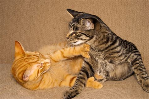 How To Tell If Your Cats Are Playing Or Fighting