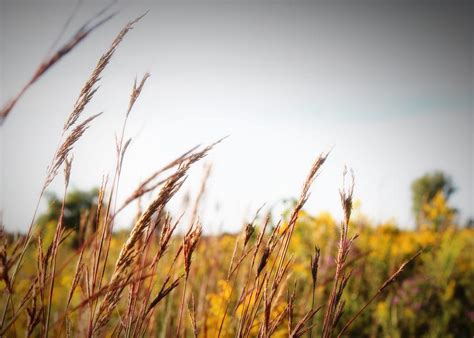 Fall Grasses Photograph By Mary Pille Fine Art America