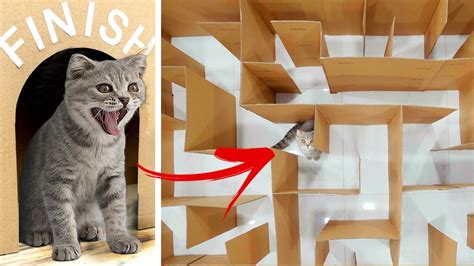 Funny Cats Giant Maze Labyrinth For Cat Kittens Can They Exit Cat