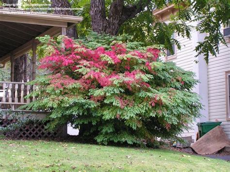 It is also known euonymus alatus, winged spindle or burning bush. PlantFiles Pictures: Burning Bush, Cork Bush, Winged ...