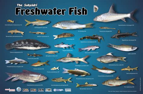 The freshwater fish i'm going to introduce you to in this. Zoo Outreach Organization