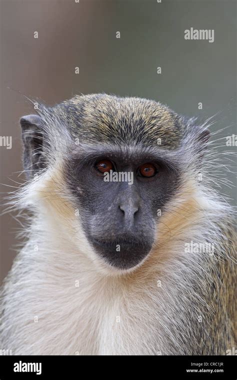 Green Monkey Or Callithrix Monkey Chlorocebus Sabaeus Stock Photo Alamy