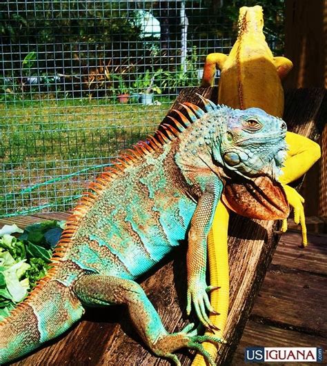 Baby Green Iguana Price Good Throw Newsletter Pictures