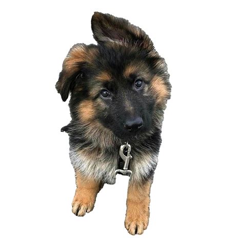 German Shepherd Png Transparent Images Png All