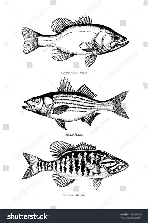 Largemouth Smallmouth Striped Bass Set Hand Vector Có Sẵn Miễn Phí Bản Quyền 736985953