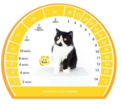 ¿qué edad tiene tu gato en la escala de años humanos gatos persas y exóticos en venta