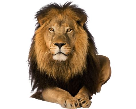 Lion Png Hd Clip Art Library