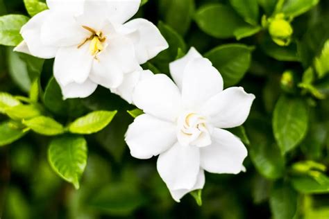 10 Types Of Jasmine Flowers Can You Guess Them All With Images