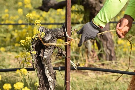 Grapevine Tying Methods For Vineyard Support Ridge Vineyards