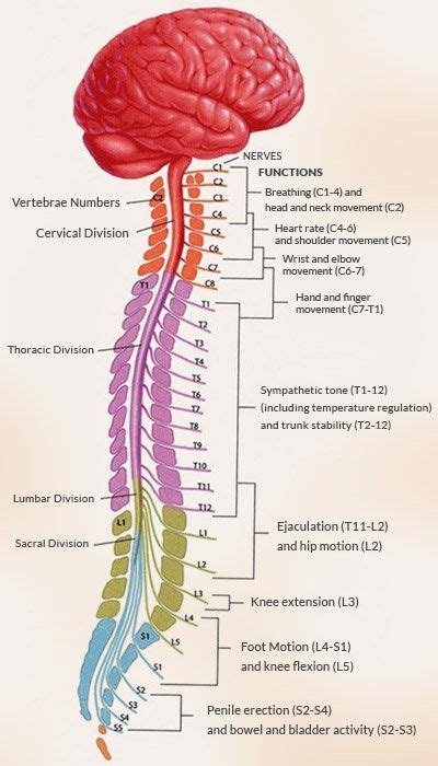 Here you'll get a first impression of structure and function of this organ. 31 Spinal Cord Parts and Functions - Facts and Diseases ...