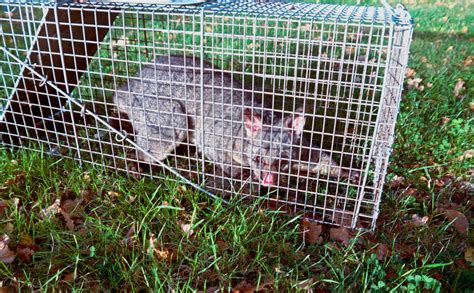 South East Queensland Trapping Possum Removal