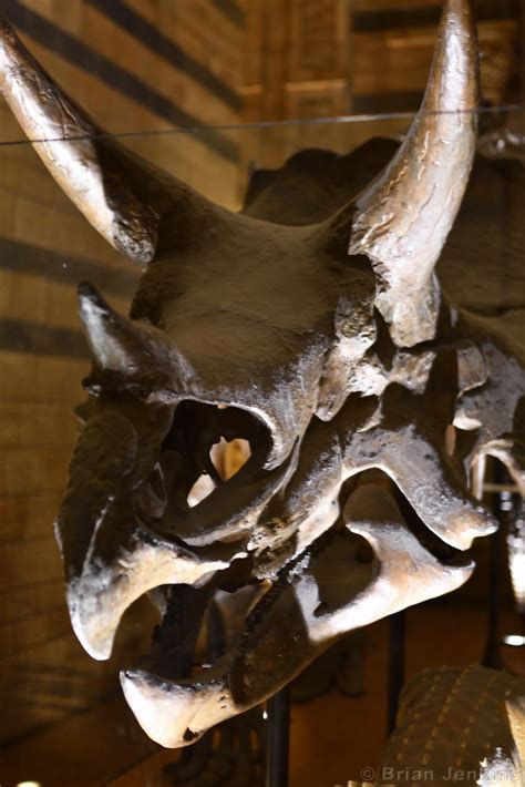 Triceratops Skull Triceratops Horridus Marsh Cretaceous P Flickr