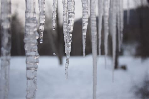 Banco de imagens : árvore, ramo, neve, geada, gelo, clima, estação