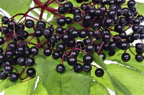 Can You Grow An Elderberry In A Pot Tips For Growing Elderberries In