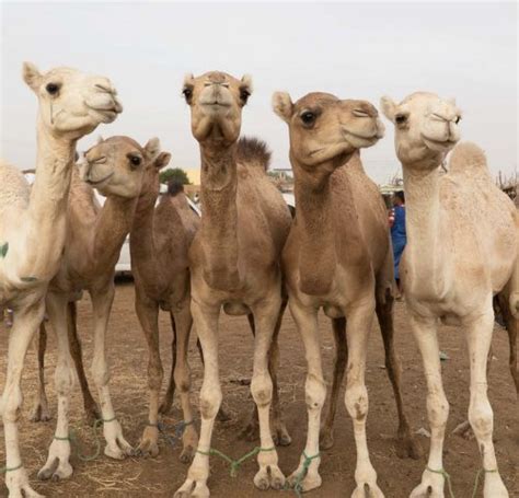 discover 13 fun facts about camels spana australia