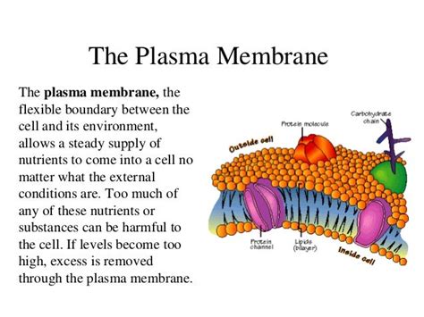Plant Cell Diagram Plasma Membrane Labeled Functions And Diagram