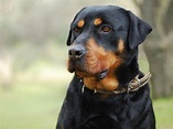 Rottweiler Dog Breed Information, Images, Characteristics, Health