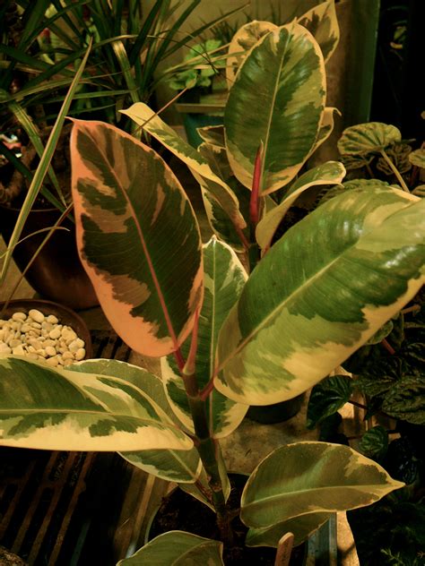 Ficus Trees The Palm Room