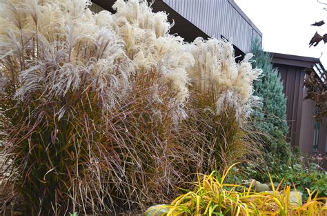 Miscanthus Is An Ornamental Grass That Is Most Used For Its Fall Flower