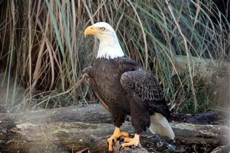 Bald Eagles In California Where To See And Pictures