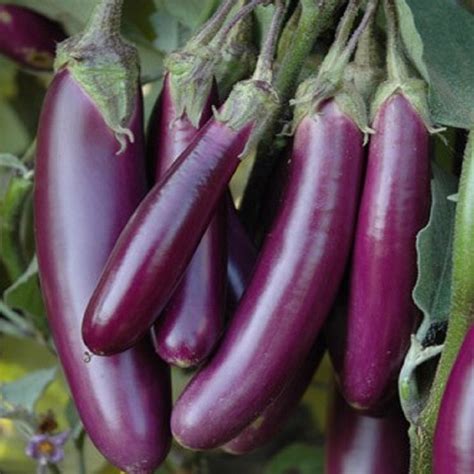 Brinjal Pusa Purple Long Ppl Vegetable Seeds Urja Seeds