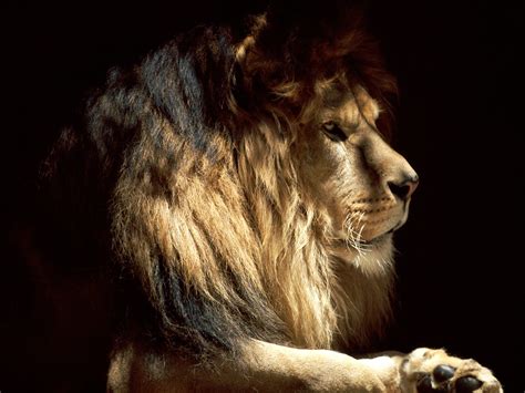 The King Wallpapers Hd Wallpapers Id 5046