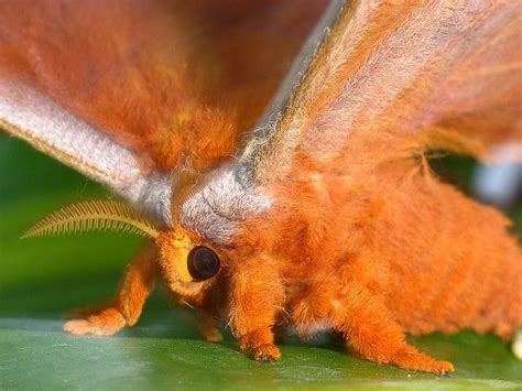 Large Orange Moth Moth Cute Moth Beautiful Bugs