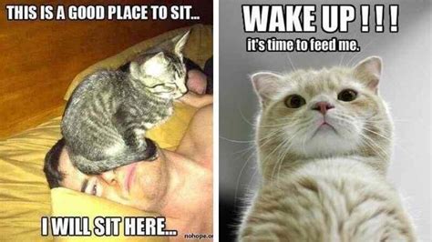 Cats That Are Waking You Up For An Important Tasks