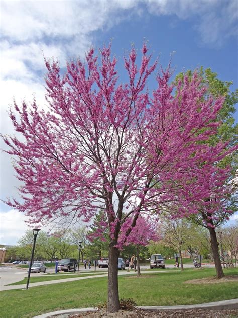 Shop.alwaysreview.com has been visited by 1m+ users in the past month Eastern Redbud | Facilities | Eastern redbud, Shade plants ...