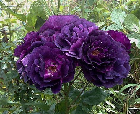 Plantfiles Pictures Shrub Rose Midnight Blue Rosa By Manueldalmeida