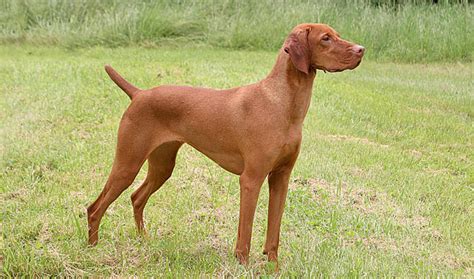 A male vizsla is 22 to 24 inches at the shoulder; Vizsla Dog Breed Information