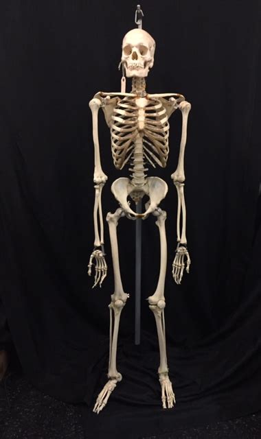 Real Articulated Human Skeleton For Sale The Bone Room