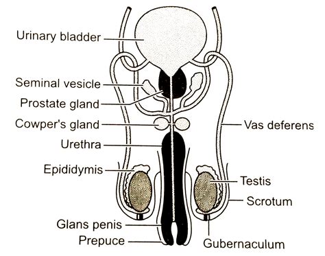 Male Reproductive System Diagram With Labels