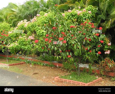 Tropical Shrubs With Bright Flowers In Kochi Kerala India Stock Photo