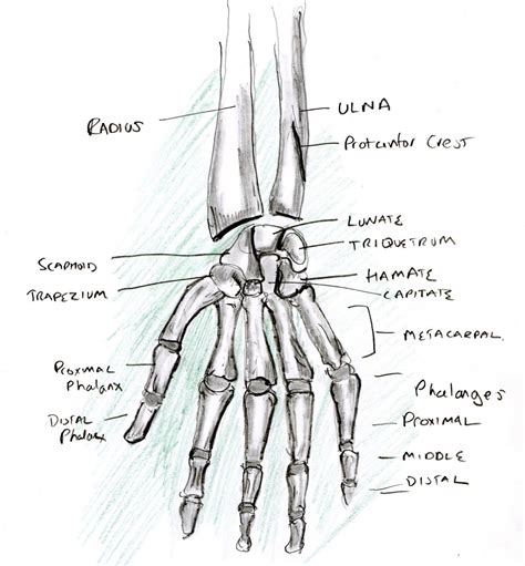 Learning A Human Skeleton Hand Biological Science Picture Directory