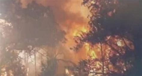 Sanksi Tegas Bagi Pembakar Hutan Dan Lahan