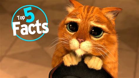 Top 5 Paw Sitive Facts About Cats Youtube