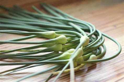 Garlic Scape Pesto Recipe • The Prairie Homestead