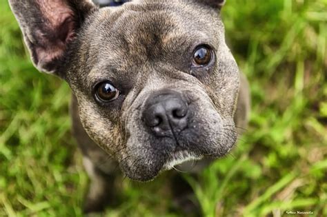 10 Common French Bulldog Health Issues And How To Help