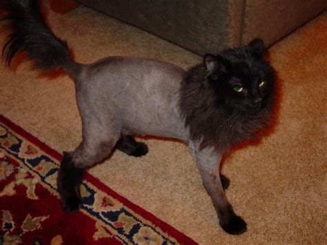 If you have a persian or some other long haired breed, show him your love this summer and treat him to a lion cut. Why You Should Get Your Cat a 'Lion Cut' this Summer ...