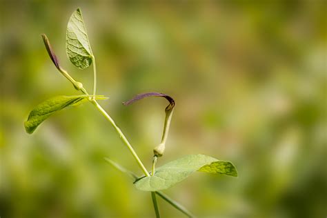Free Images Nature Branch Blossom Meadow Sunlight Leaf Spring