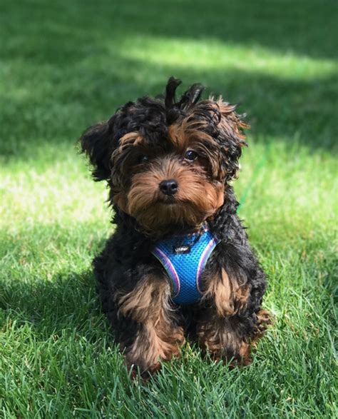 The yorkie poo is a new designer dog that showcases traits inherited by crossing a yorkshire terrier and a toy poodle. Yorkie-Poo - Aria's Friends