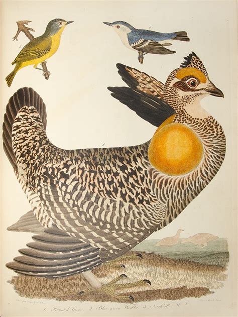 American Ornithology Or The Natural History Of The Birds Of The United