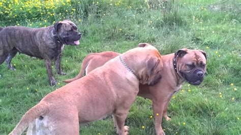Check out the boerboel puppies available for purchase. Bullmastiff x Boerboel - YouTube